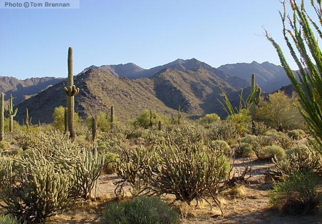 Arizona Upland Sonoran Desertscrub, Estrella Mountains