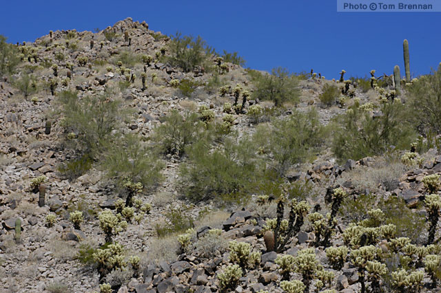 Arizona Upland Sonoran Desertscrub, Sacaton Mountains