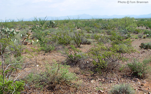Chihuahuan Desertscrub community. San Simon Valley, Arizona