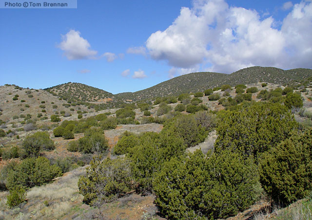 Great Basin Conifer Woodland community. Tonto Basin, Arizona