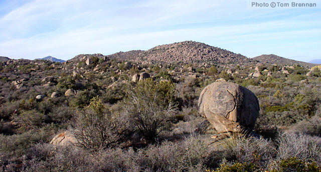 Interior Chaparral community. Weaver Mountains Arizona