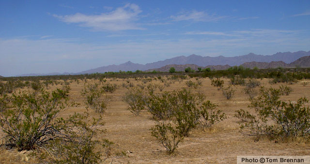 Lower Colorado River Sonoran Desertscrub, Rainbow Valley, Arizona