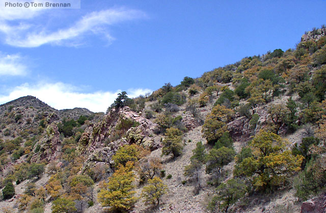 Madrean Evergreen Woodland. Huachuca Mountains, Arizona