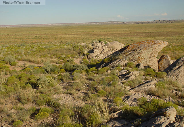 Plains Grassland. Navajo Co., Arizona