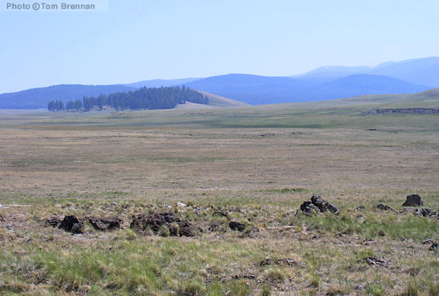 Subalpine Grassland. Arizona