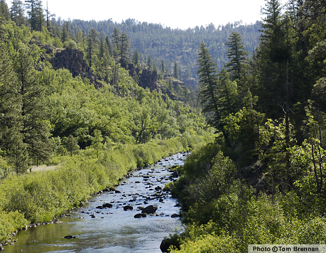 Riparian Habitat, White Mountains, Arizona