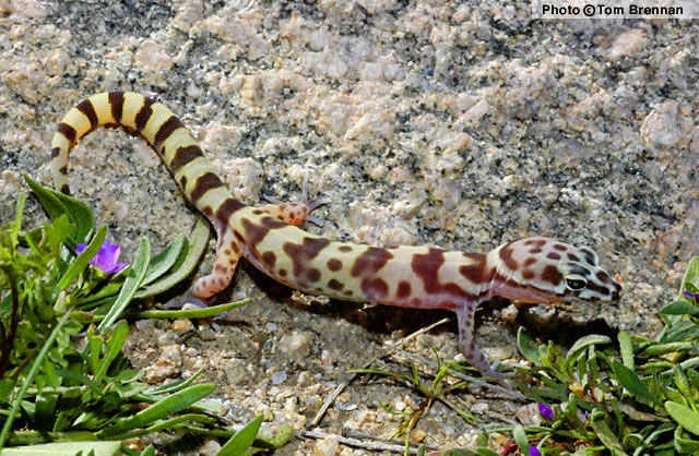 Western Banded Gecko (Coleonyx variegatus) Arizona