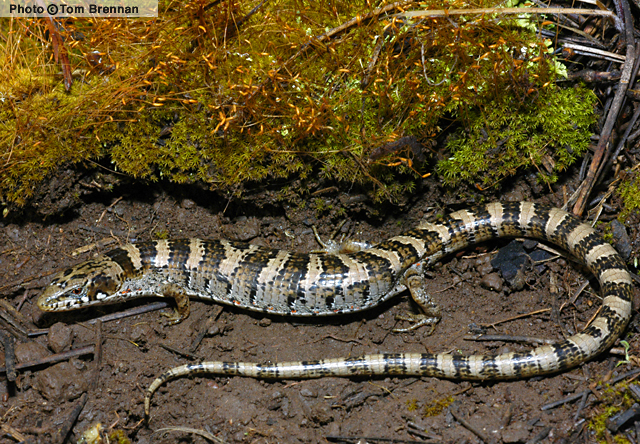 Madrean Alligator Lizard (Elgaria kingii) Arizona