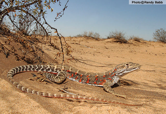 Long-nosed Leopard Lizard (Gambelia wislizenii) Arizona