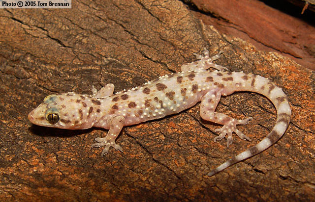 Mediterranean Gecko (Hemidactylus turcicus) Arizona