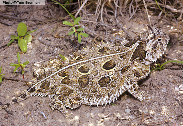 Texas Horned Lizard (Phrynosoma cornutum) Arizona