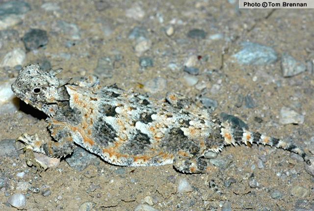 Goode's Horned Lizard (Phrynosoma goodei) Arizona