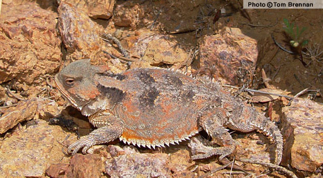 Greater Short-horned Lizard (Phrynosoma hernandesi) Arizona