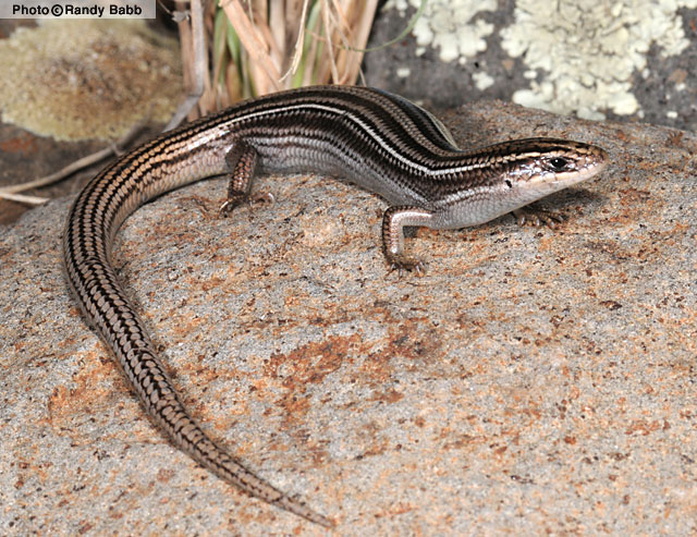 Many-lined Skink (Plestiodon multivirgatus) Arizona