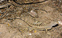 Zebra-tailed Lizard (Callisaurus draconoides) Arizona