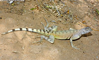 Zebra-tailed Lizard (Callisaurus draconoides) Arizona