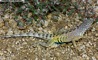 Greater Earless Lizard (Cophosaurus texanus) Arizona