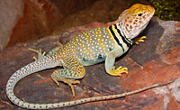 Eastern Collared Lizard (Crotaphytus collaris) Arizona