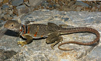 Eastern Collared Lizard (Crotaphytus collaris) Arizona