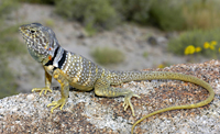 Sonoran Collared Lizard (Crotaphytus nebrius) Arizona
