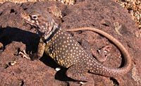 Sonoran Collared Lizard (Crotaphytus nebrius) Arizona