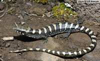 Madrean Alligator Lizard (Elgaria kingii) Juvenile Arizona