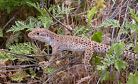 Long-nosed Leopard Lizard (Gambelia wislizenii) Arizona