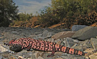Gila Monster (Heloderma suspectum) Arizona