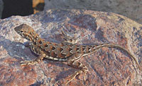 Elegant Earless Lizard (Holbrookia elegans) Arizona