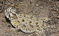 Texas Horned Lizard (Phrynosoma cornutum) Arizona