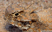 Goode's Horned Lizard (Phrynosoma goodei) Arizona