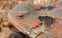 Greater Short-horned Lizard (Phrynosoma hernandesi) Arizona