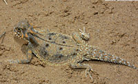 Flat-tailed Horned Lizard (Phrynosoma mcallii) Arizona