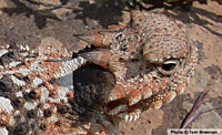 Desert Horned Lizard (Phrynosoma platyrhinos) Arizona