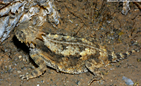 Regal Horned Lizard (Phrynosoma solare), Arizona