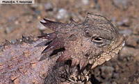 Regal Horned Lizard (Phrynosoma solare) Arizona