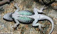 Twin-spotted Spiny Lizard (Sceloporus bimaculosus) Arizona