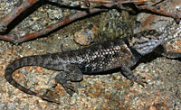 Twin-spotted Spiny Lizard (Sceloporus bimaculosus) Arizona