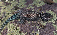 Yarrow's Spiny Lizard (Sceloporus jarrovii) Arizona