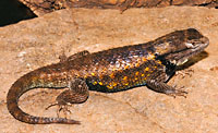 Desert Spiny Lizard (Sceloporus magister) Arizona
