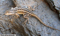 Plateau Fence Lizard (Sceloporus tristichus) Arizona