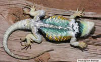 Yellow-backed Spiny Lizard (Sceloporus uniformis) Arizona