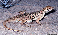 Yuman Fringe-toed Lizard (Uma rufopunctata) Arizona