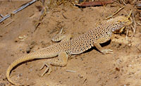 Mohave Fringe-toed Lizard (Uma scoparia) Arizona