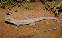 Long-tailed Brush Lizard (Urosaurus graciosus) Arizona