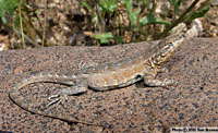 Common Side-blotched Lizard (Uta stansburiana) Arizona