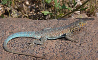 Common Side-blotched Lizard (Uta stansburiana), Arizona