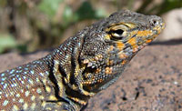 Common Side-blotched Lizard (Uta stansburiana) Arizona