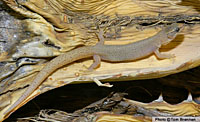 Desert Night Lizard (Xantusia vigilis) Arizona