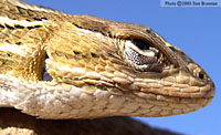 Slevin's Bunchgrass Lizard (Sceloporus slevini) Arizona